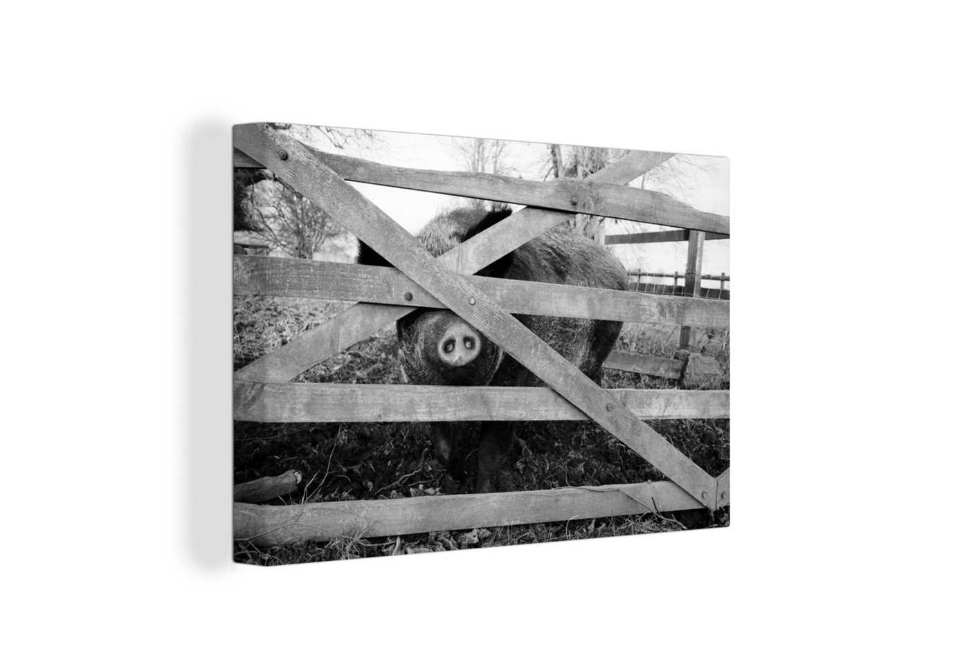 OneMillionCanvasses® Leinwandbild Schwein hinter einem Zaun - schwarz und weiß, (1 St), Wandbild Leinwandbilder, Aufhängefertig, Wanddeko, 30x20 cm von OneMillionCanvasses®
