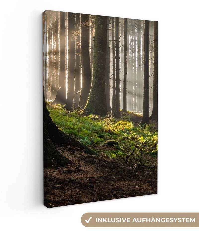 OneMillionCanvasses® Leinwandbild Sonne - Äste - Bäume - Wald - Natur, (1 St), Leinwandbild fertig bespannt inkl. Zackenaufhänger, Gemälde, 20x30 cm von OneMillionCanvasses®