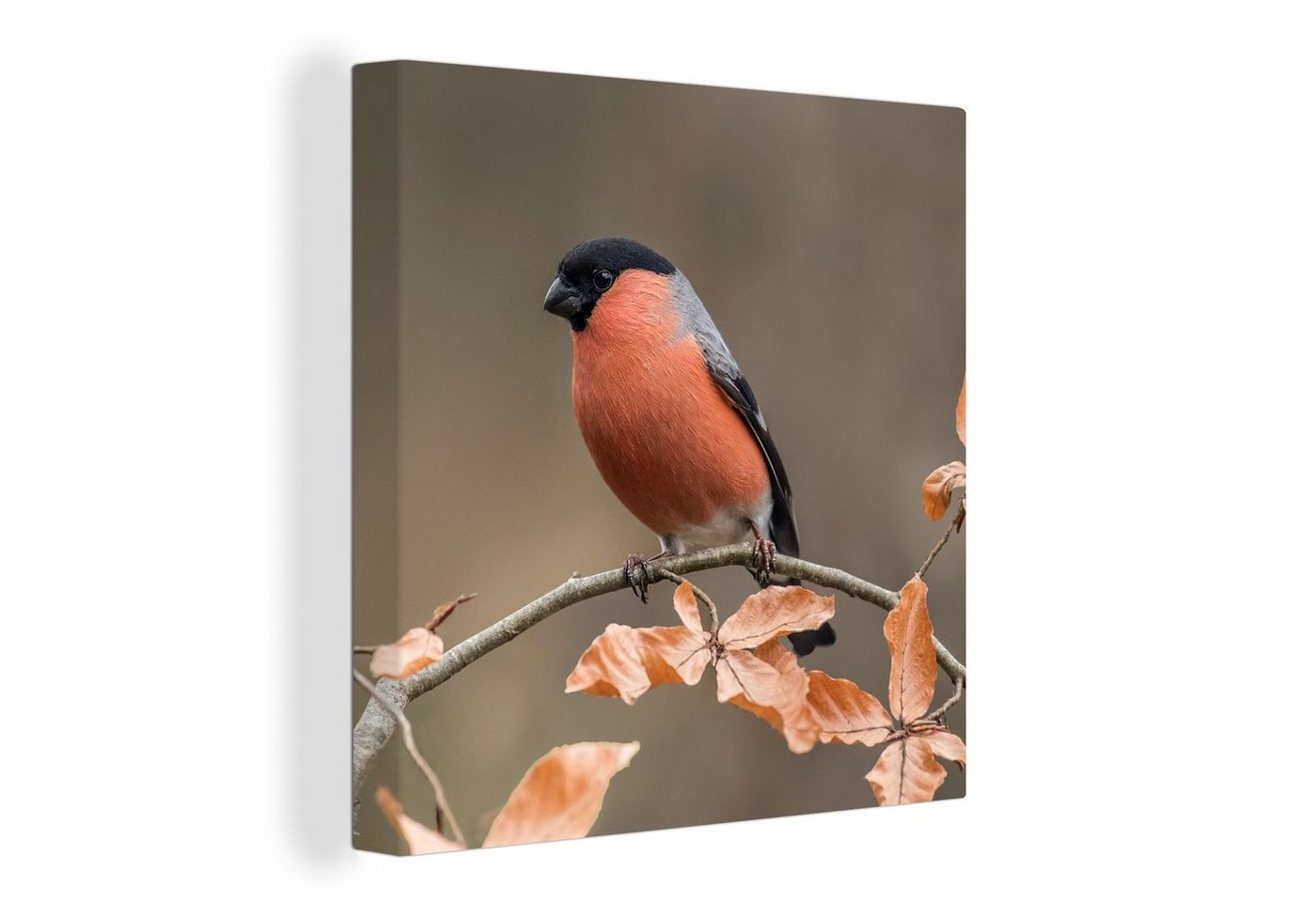 OneMillionCanvasses® Leinwandbild Vogel - Laub - Herbst - Gimpel -, (1 St), Leinwand Bilder für Wohnzimmer Schlafzimmer von OneMillionCanvasses®