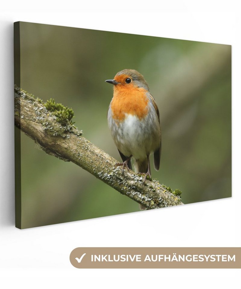 OneMillionCanvasses® Leinwandbild Vogel - Rotkehlchen - Zweig - Pflanzen, (1 St), Wandbild Leinwandbilder, Aufhängefertig, Wanddeko, 30x20 cm von OneMillionCanvasses®