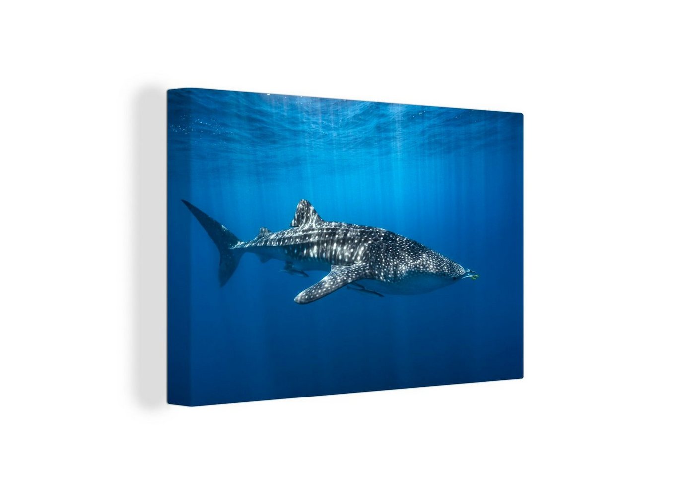 OneMillionCanvasses® Leinwandbild Walhai im Sonnenlicht, (1 St), Wandbild Leinwandbilder, Aufhängefertig, Wanddeko, 30x20 cm von OneMillionCanvasses®