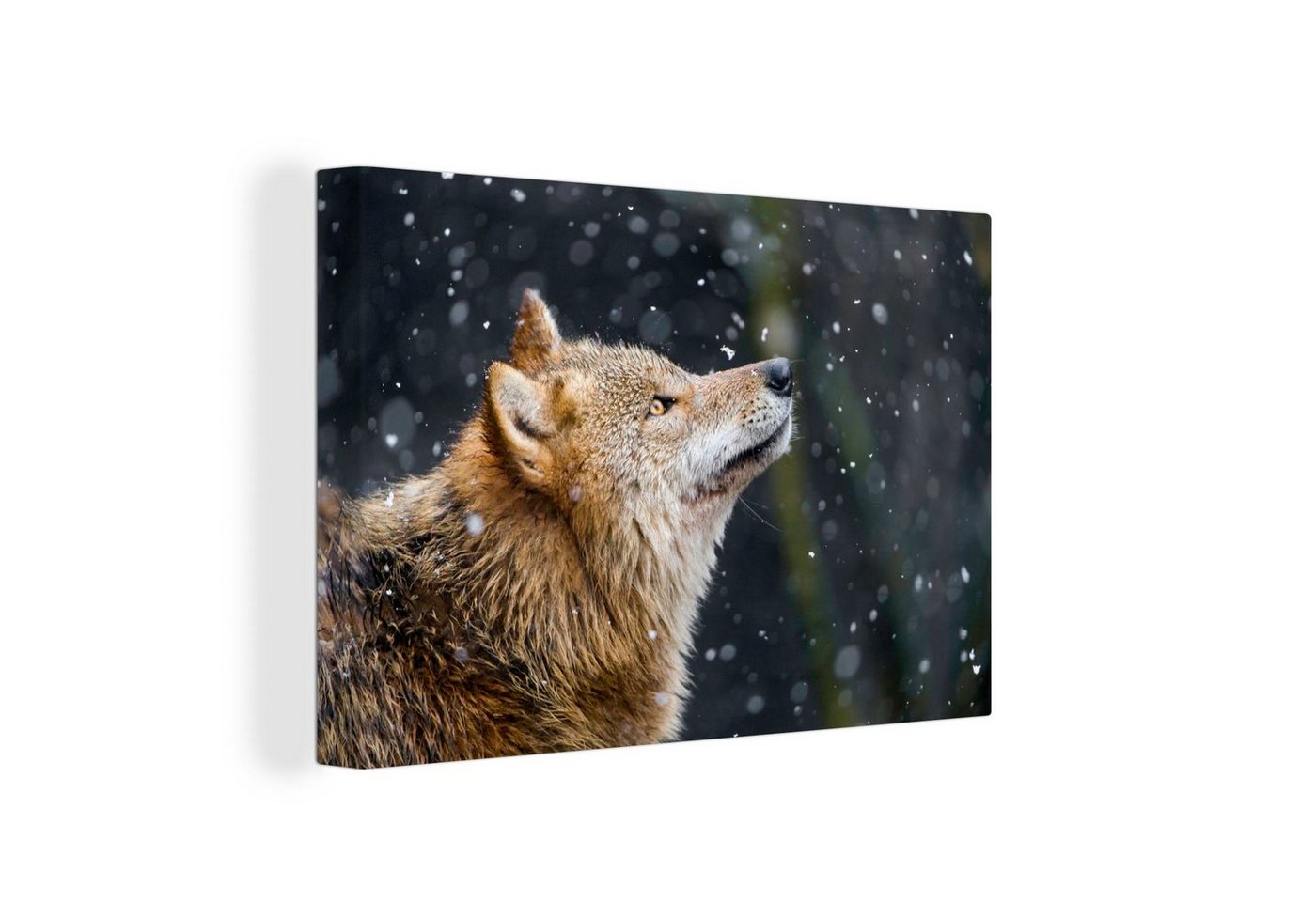 OneMillionCanvasses® Leinwandbild Wolf - Fell - Schneeflocke - Winter, (1 St), Wandbild Leinwandbilder, Aufhängefertig, Wanddeko, 30x20 cm von OneMillionCanvasses®