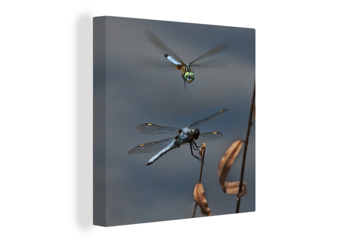 OneMillionCanvasses® Leinwandbild Zwei fliegende Libellen, (1 St), Wandbild, Deko Schlafzimmer Wohnzimmer Flur 20x20 cm von OneMillionCanvasses®