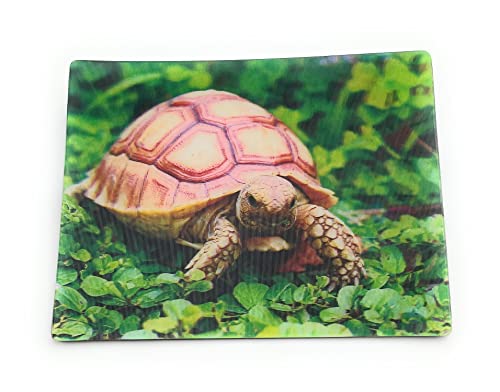 Onwomania Schildkröte Landschildkröte 9x7cm 3D Magnet Karte Kühlschrankmagnet Magnetbild Heftmagnet Braun von Onwomania