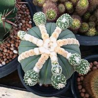 15 Stück | Astrophytum Kaktus Samen von OoctopusStudio