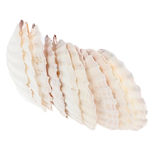 Operitacx 10 Stück Teiliges Natürliche Teller Wiederverwendbare Muschelform Servierplatte für Kreative Dekoration und Aquarien für Partys und DIY Projekte von Operitacx