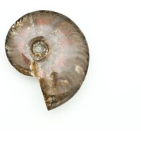 Opalisierterote Ammonit Fossil von OraGem