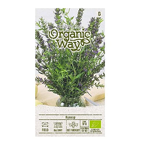 Organic Way | HEILKRAUT YSOP samen | Pflanzesesamen | Dekorations Pflanze | Gewürze, Heil, Holzpflanzen Pflanze | 1 Pack von Organic Way