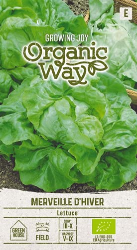 Organic Way | KOPFSALAT MERVEILLE DES QUATRE SAISONS samen | Gemüsesamen | Salatsamen | Garten Samen | Zweifarbiger Butterkopf-Kopfsalat | 1 Pack von Organic Way