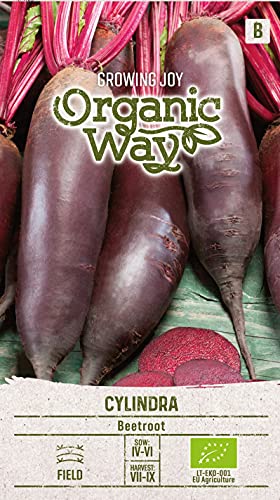 Organic Way | ROTE RÜBE CYLINDRA samen | Gemüsesamen | Rübensamen | Garten Samen | Mittelfrühe Sorte | 1 Pack von Organic Way