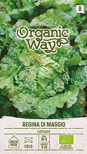 Organic Way | SALAT REGINA DI MAGGIO samen | Gemüsesamen | Salatsamen | Garten Samen | Frühe Kopfsalatsorte | Salat Samen | 1 Pack von Organic Way