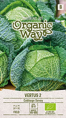 Organic Way | WIRSING VERTUS 2 samen | Gemüsesamen | Kohlsamen | Garten Samen | Mittelfrühsorte für die Sommer- bzw. Herbsternte | 1 Pack von Organic Way