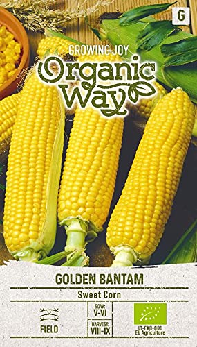 Organic Way | ZUCKERMAIS GOLDEN BANTAM samen | Pflanzesesamen | Mittelfrühe Zuckermais-Sorte | 1 Pack von Organic Way