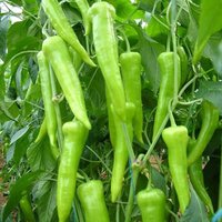 Bio-Charleston-Paprika-Samen, 100+ Count Reichlicher Yield-Pfeffersamen Für Garten Und Topf, Grüner Paprika-Garten-Gemüsesamen von OrganicFarmers