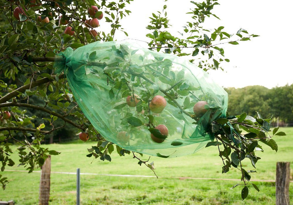 Organzabeutel24 Schädlingsschutznetz 1 Frucht-Schutzschlauch mit beidseitigem Verschluß - Organza -, Schutz vor Wespen, anderen Insekten und Vögeln von Organzabeutel24