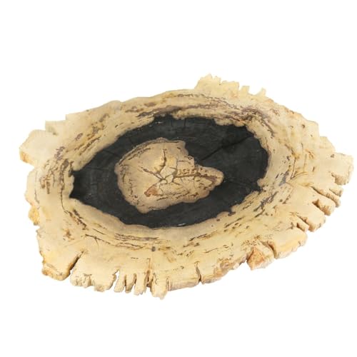 Oriental Galerie Fossil Platte Tischdekoration Geschirr Untersetzer Naturstein versteinertes Holz poliert Unikat 22-28 cm Dunkel Oriental Galerie Fossil Platte Tischdekoration Geschirr Untersetzer Naturstein versteinertes Holz poliert Unikat 22-28 cm Dunkel von Oriental Galerie