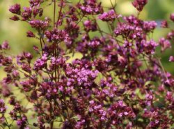 Blumen-Dost 'Hopleys', Origanum laevigatum 'Hopley', Topfware von Origanum laevigatum 'Hopley'