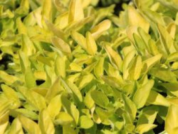 Dost 'Goldtaler', Origanum vulgare 'Goldtaler', Topfware von Origanum vulgare 'Goldtaler'