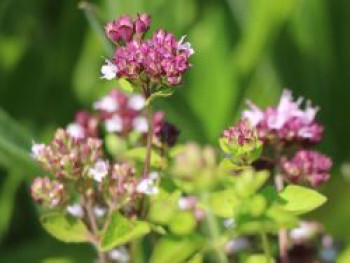 Borstiger Dost / Pizza-Oregano, Origanum vulgare subsp. hirtum, Topfware von Origanum vulgare subsp. hirtum
