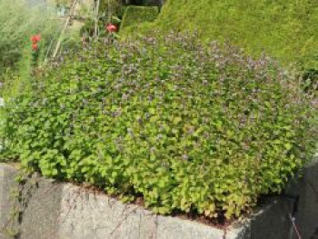 Oregano / Echter Dost, Origanum vulgare, Containerware von Origanum vulgare