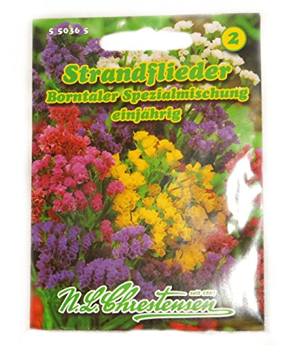 Standflieder Borntaler Spezialmischung Limonium sinuatum von Original Erfurter Blumensamen