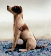 Mein Hund Skip (1999) | original Filmplakat, Poster [Din A1, 59 x 84 cm] von Original Filmposter