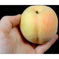 1 Gefälschte Pfirsich Künstliche Frucht Handwerk Blume Arrangement Floral Arrangieren Herzstück Obstschale von OrinsTreasureChest