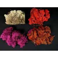 Beige Creme Rot Rosa Oder Braun Moos 1, 5 Unzen Handwerk Aus Weiß Fee Garten Terrarium Mini von OrinsTreasureChest