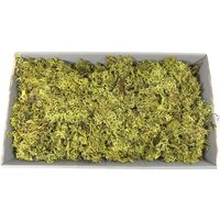 Große Box Grünes Moos 15 Unzen Handwerk Terrarium Fee Garten von OrinsTreasureChest
