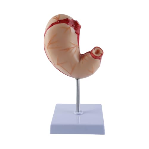 Orivin Anatomisches Modell des menschlichen natürlichen Magens, zerlegbar, aus Kunststoff, zum Studium der Magenstruktur und -textur, Größe 12 x 12 x 21 cm Orivin Anatomisches Modell des menschlichen natürlichen Magens, zerlegbar, aus Kunststoff, zum Studium der Magenstruktur und -textur, Größe 12 x 12 x 21 cm von Orivin