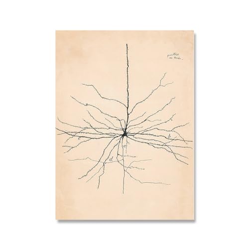 Orjdjz Wxkbl Santiago Ramon Y Cajal Neuron Zeichnung Poster Und Drucke Retro Malerei Santiago Ramon Y Cajal Leinwand Wandkunst Wohnkultur Bild 50x70cm Kein Rahmen von Orjdjz Wxkbl