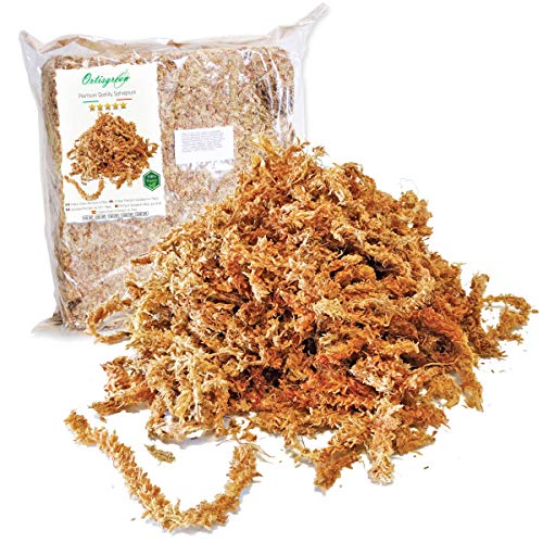 Premium Sphagnum Moos 500 Gramm aus Chile, Torfmoos-Substrat, für Orchideen und Bonsai von Ortisgreen