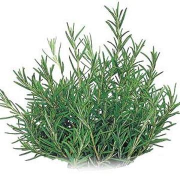 ORTO MIO AROMATICA ROSMARINO OFFICINALIS 1 PIANTA VASO CM.14 von Orto Mio