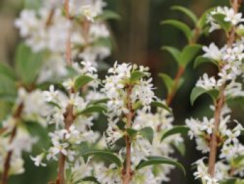 Frühlingsduftblüte, 80-100 cm, Osmanthus burkwoodii, Containerware von Osmanthus burkwoodii