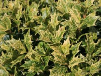 Stachelblättrige Duftblüte 'Goshiki', 20-30 cm, Osmanthus heterophyllus 'Goshiki', Containerware Stachelblättrige Duftblüte 'Goshiki', 20-30 cm, Osmanthus heterophyllus 'Goshiki', Containerware von Osmanthus heterophyllus 'Goshiki'