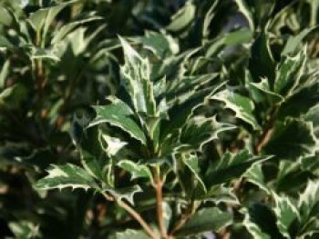 Stachelblättrige Duftblüte 'Variegatus', 20-25 cm, Osmanthus heterophyllus 'Variegatus', Containerware von Osmanthus heterophyllus 'Variegatus'