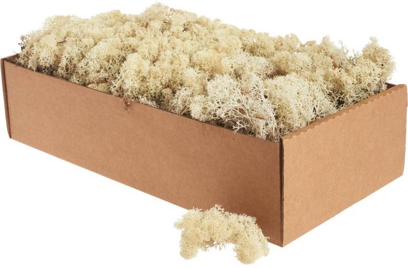 Othmar Decorations Moos XXL Islandmoos, 400 g von Othmar Decorations