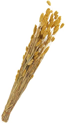 Trockenblumen "Phalaris", L ca. 55 cm, ca. 120 g Gelb von Othmar Decorations