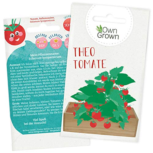 Balkon Tomaten Samen für ca 5x Tomaten Pflanze Theo : Premium Tomatensamen für Kinder und Erwachsene – Gemüse Samen – Garten und Balkontomaten Samen – Gemüse Saatgut für Kids – Saatgut Balkon OwnGrown von OwnGrown