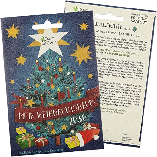 Blaufichte Weihnachtsbaum Samen: Mein Weihnachtsbaum 2030 – Premium Saatgut zum Tannenbaum Pflanzen für 5x Blaufichte – Tannenbaum für Garten – Blautanne zum Pflanzen – Tannenbaum Samen von OwnGrown von OwnGrown