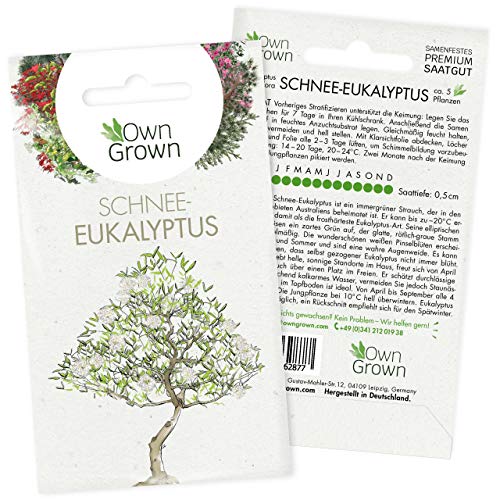Bonsai Baum Samen Schnee Eukalyptus: Premium Schnee Eukalyptus Samen für 5 Bonsai Pflanzen winterhart – Bonsai Samen für den Mini Garten – Eukalyptus Pflanze Saatgut – Bonsai winterhart von OwnGrown von OwnGrown