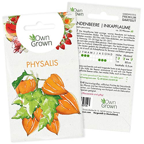 Physalis Samen: Premium Andenbeere Samen für ca. 30x Andenbeere Pflanzen – Kapstachelbeere Pflanzen Samen – Saatgut Physalis, Obst Samen – Frucht Samen für Physalis Pflanze winterhart von OwnGrown von OwnGrown