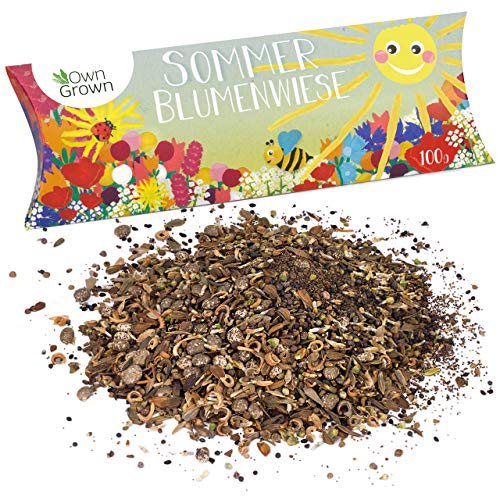 Sommer Blumenwiese Samen: 100g Premium Sommerblumen Samen für bunte Blumenwiese - Bienenwiese Blumenmischung - Wildblumensamen Mischung mehrjährig und einjährig - Blumensamen Geschenk von OwnGrown Sommer Blumenwiese Samen: 100g Premium Sommerblumen Samen für bunte Blumenwiese - Bienenwiese Blumenmischung - Wildblumensamen Mischung mehrjährig und einjährig - Blumensamen Geschenk von OwnGrown von OwnGrown