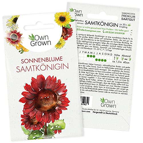 Sonnenblumen Saatgut für rote Sonnenblume Sorte Samtkönigin (Helianthus annuus), Premium Sonnenblumen Samen, Sonnenblume Saat zur Anzucht von ca. 20 Sonnenblumen Pflanzen, Blumensamen von OwnGrown von OwnGrown