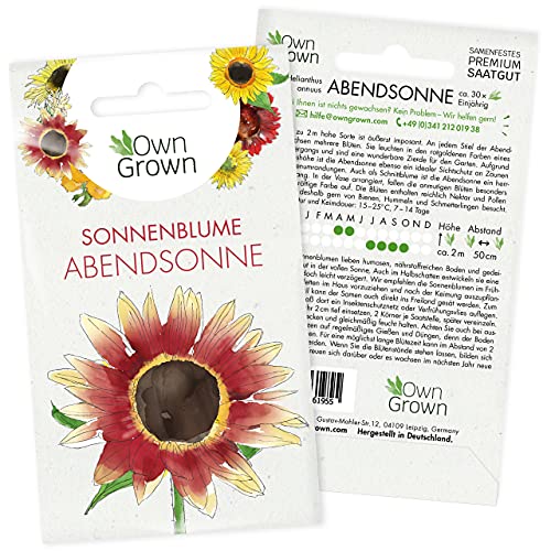 Sonnenblumen Samen Abendsonne (Helianthus annuus): Premium Sonnenblumen Saatgut für hohe Sonnenblume, Sonnenblume Saat zur Anzucht von ca. 30 Pflanzen – Insektenfreundliche Blumensamen von OwnGrown von OwnGrown