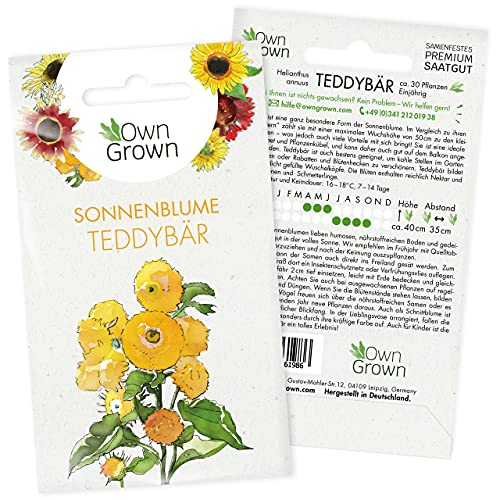 Sonnenblumen Samen Teddybär (Helianthus annuus): Premium Sonnenblumen Saatgut für Sonnenblume Mini Sorte - Sonnenblume Saat zur Anzucht von ca 30 Pflanzen, Insektenfreundliche Blumensamen von OwnGrown von OwnGrown