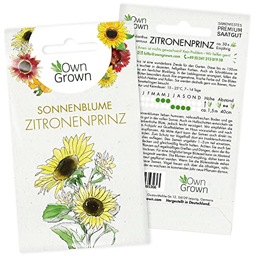Sonnenblumen Samen Zitronenprinz (Helianthus annuus): Premium Sonnenblumen Saatgut, Sonnenblume Saat zur Anzucht von ca. 30 Sonnenblumen Pflanzen - Insektenfreundliche Blumensamen von OwnGrown von OwnGrown