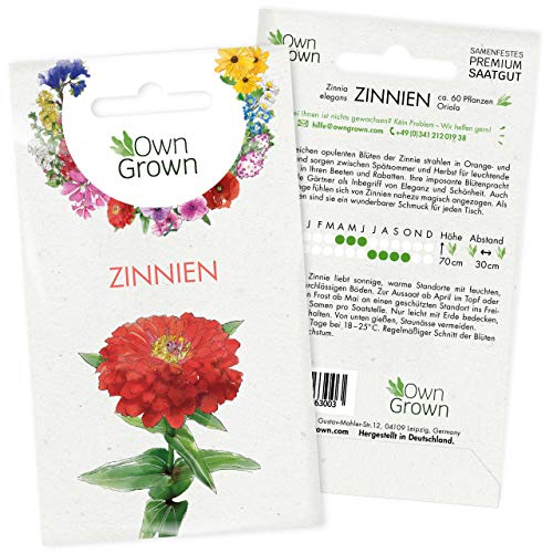 Zinnien Samen: Premium Zinnia Elegans Samen für 60 blühende Zinnien Pflanzen – Zinnie Samen – Bunte Blumensamen – Blumenwiese Samen und Balkonblumen Samen – Saatgut Blumen – Samen Bienen von OwnGrown von OwnGrown