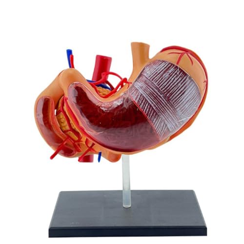 Interaktive 4D Magen Anatomie Modellprofis PVC 4D Magenwissenschaft Für Medizinische Studenten Gesundheitswesen Bildungsmagener Klassenzimmer Display Medical Studienhilfe Gesundheitsberufe Werkzeug von Oxxggkao