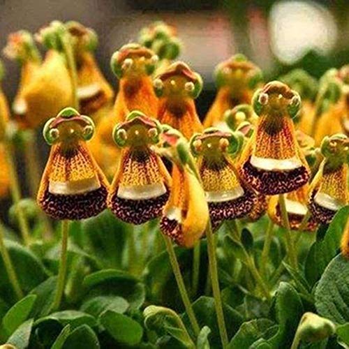 P12cheng Samenpflanze 1 Beutel Stoffbeutel Blumensamen seltene neuartige Form Auffällige Ästhetische Bonsai Samen für Hof - Calceolaria uniflora Samen P12cheng Samenpflanze 1 Beutel Stoffbeutel Blumensamen seltene neuartige Form Auffällige Ästhetische Bonsai Samen für Hof - Calceolaria uniflora Samen von P12cheng